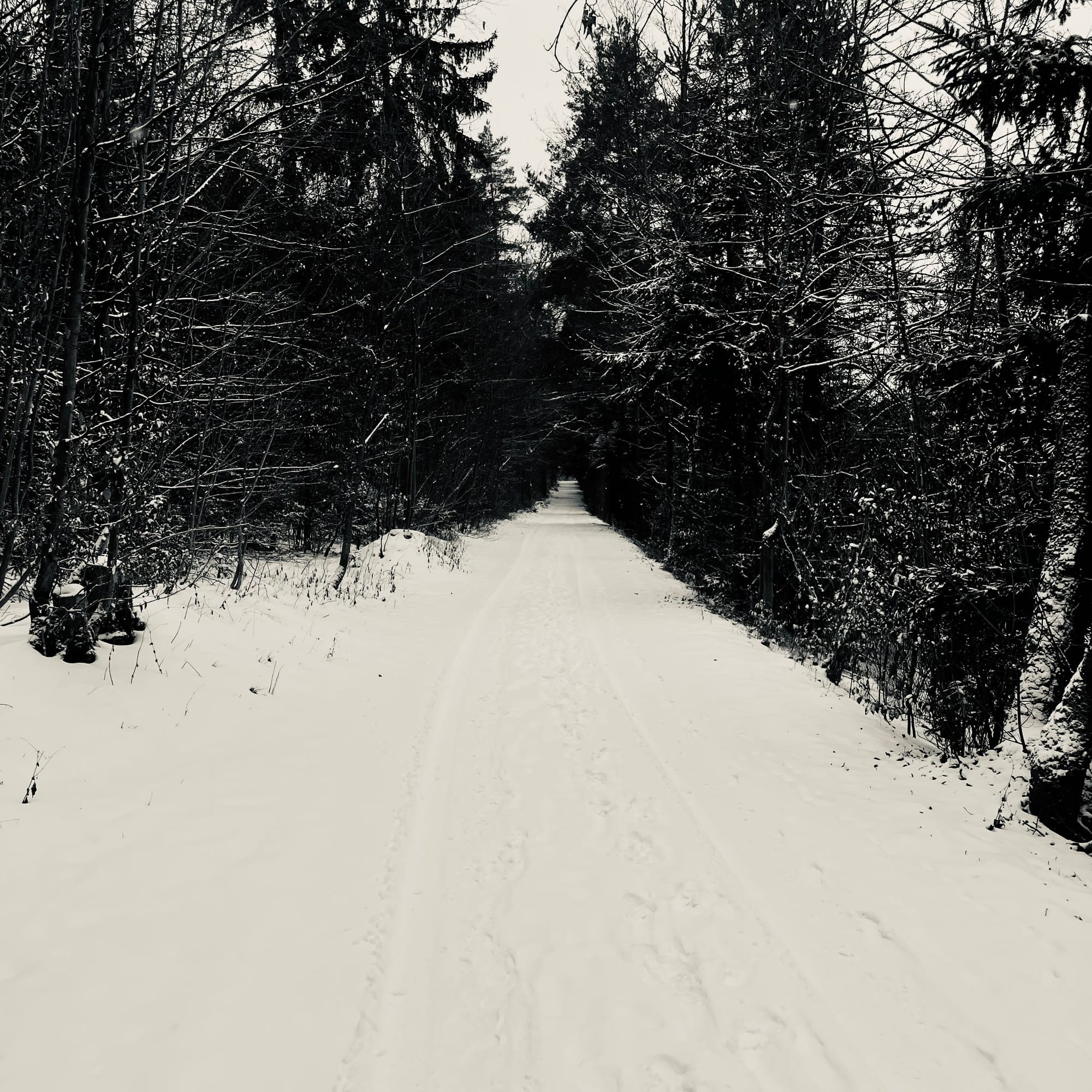 Ein verschneiter Weg in den Wald hinein, links und rechts ragen Bäume.