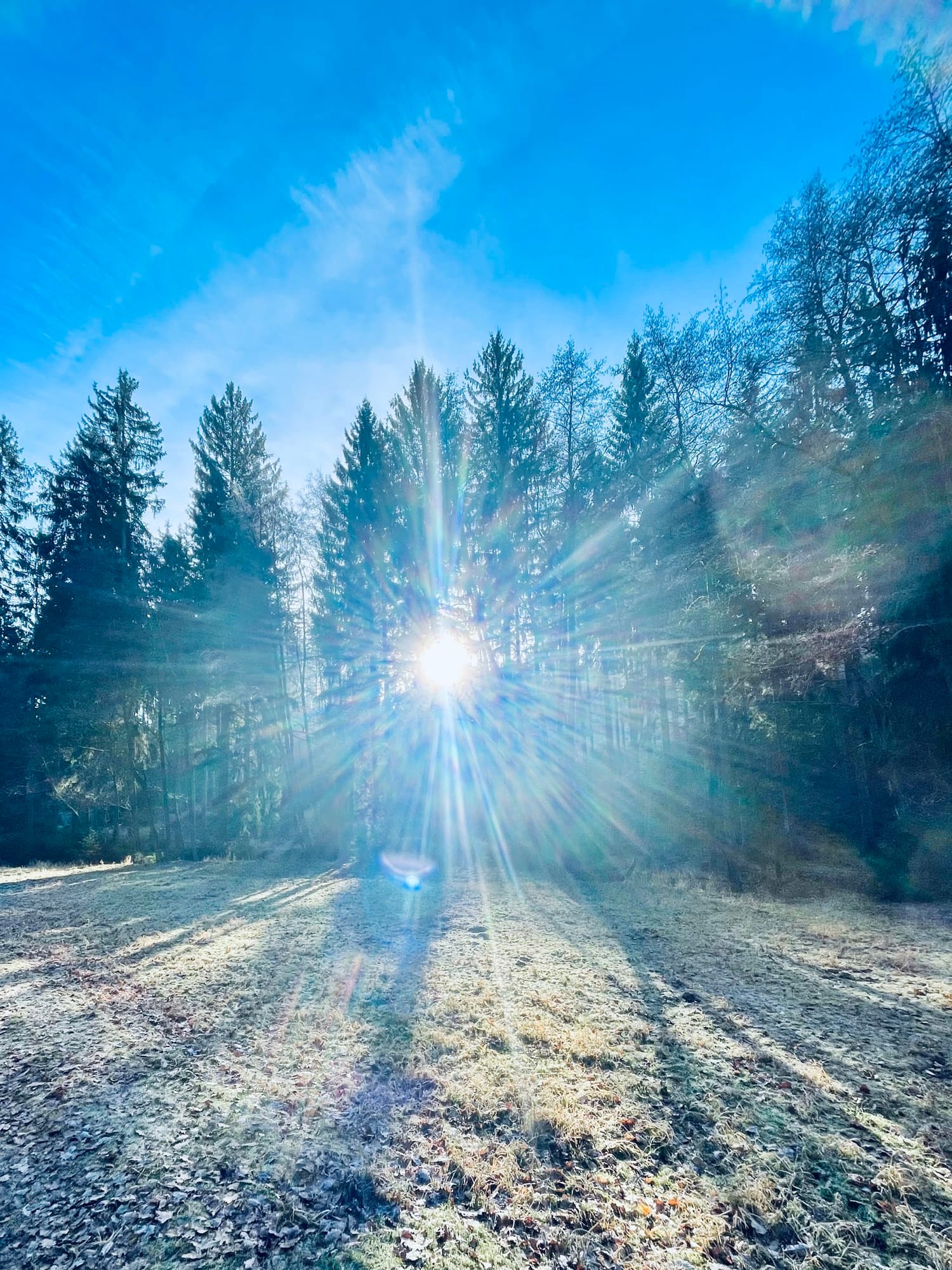 Durch Bäume strahlt Sonne auf vereiste Wiesen, es sieht friedlich aus.