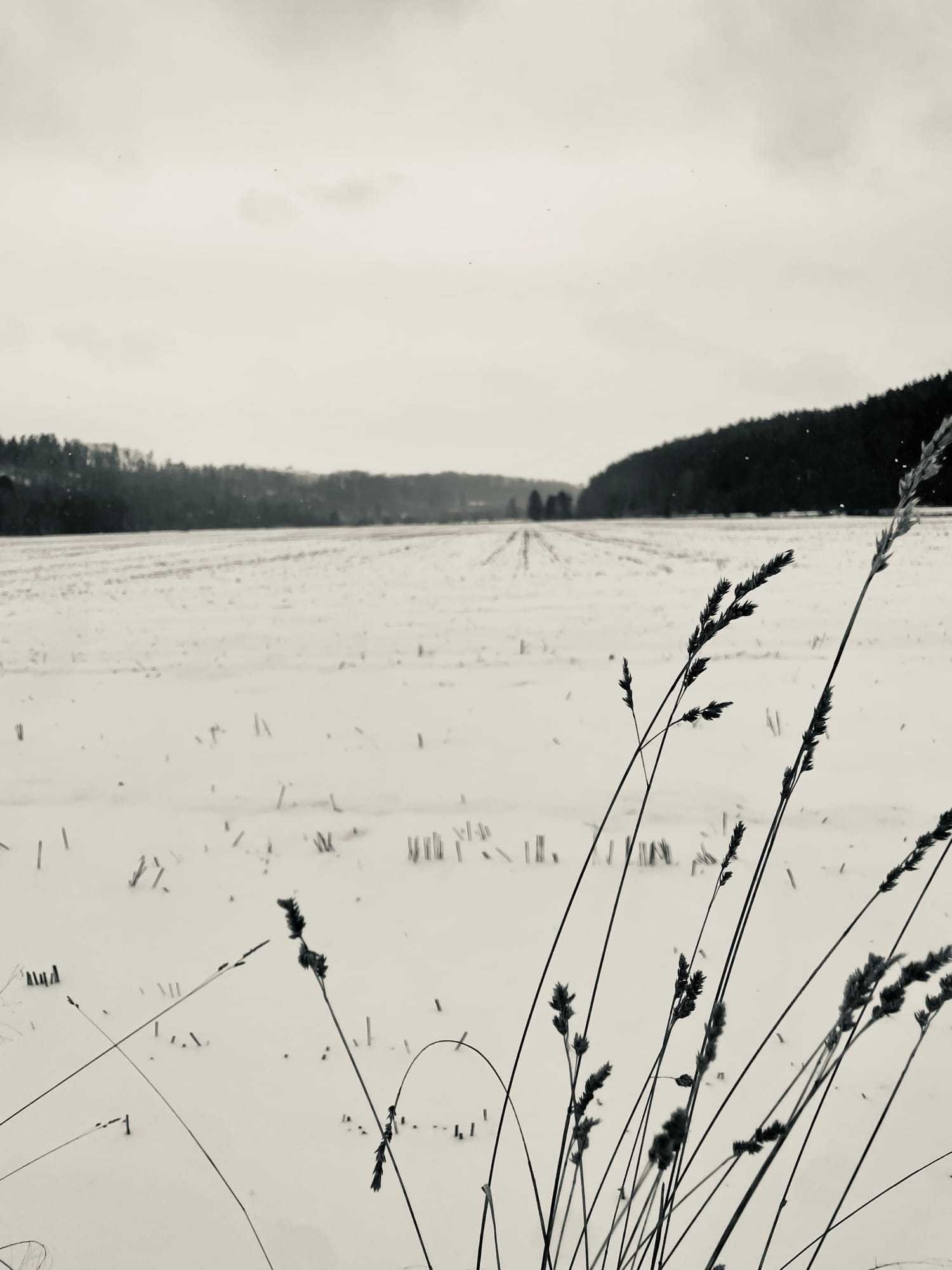 Weites Feld, Farn weht im eiskalten Polarwind.