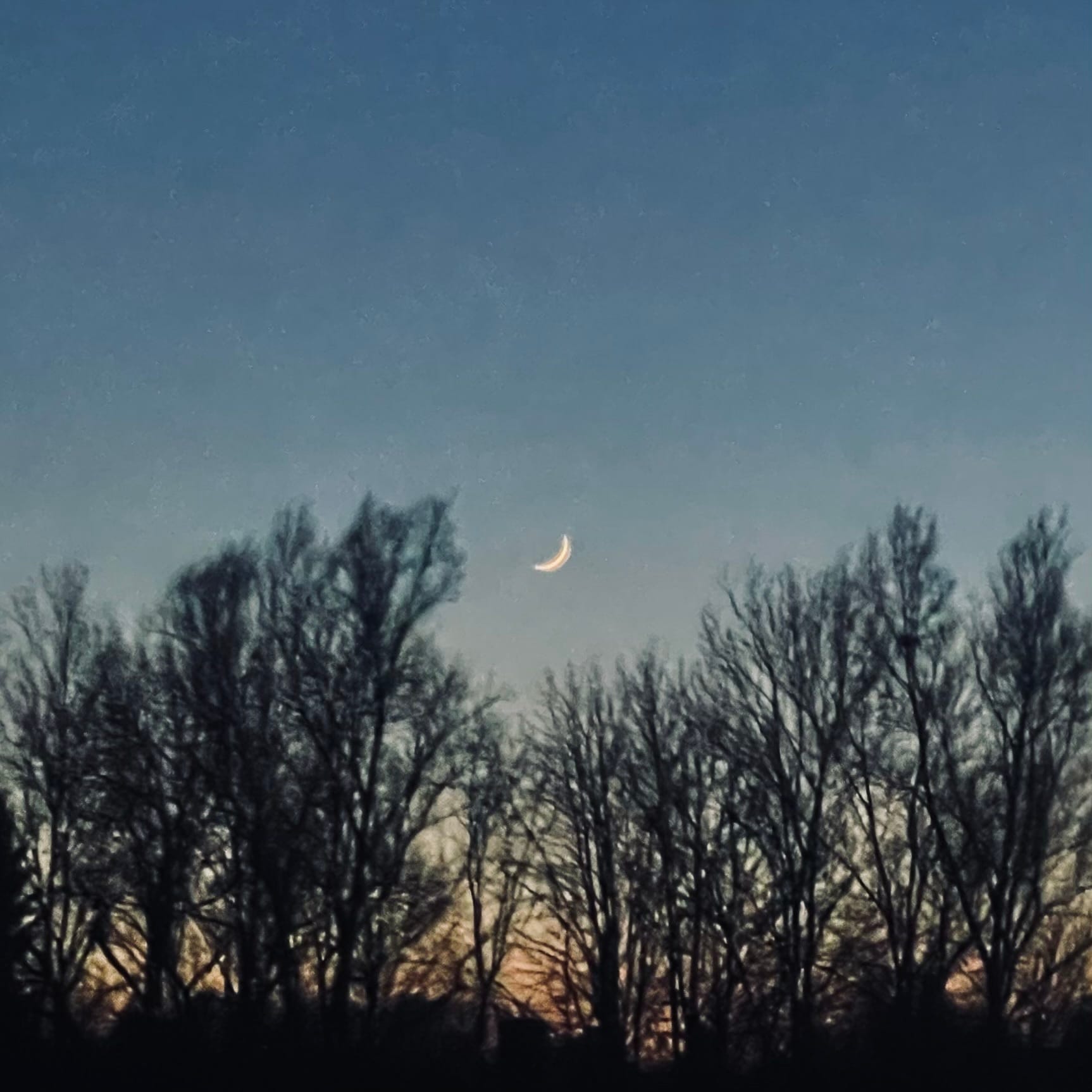 Der Mond als Sichel über den Bäumen am blauen Abendhimmel