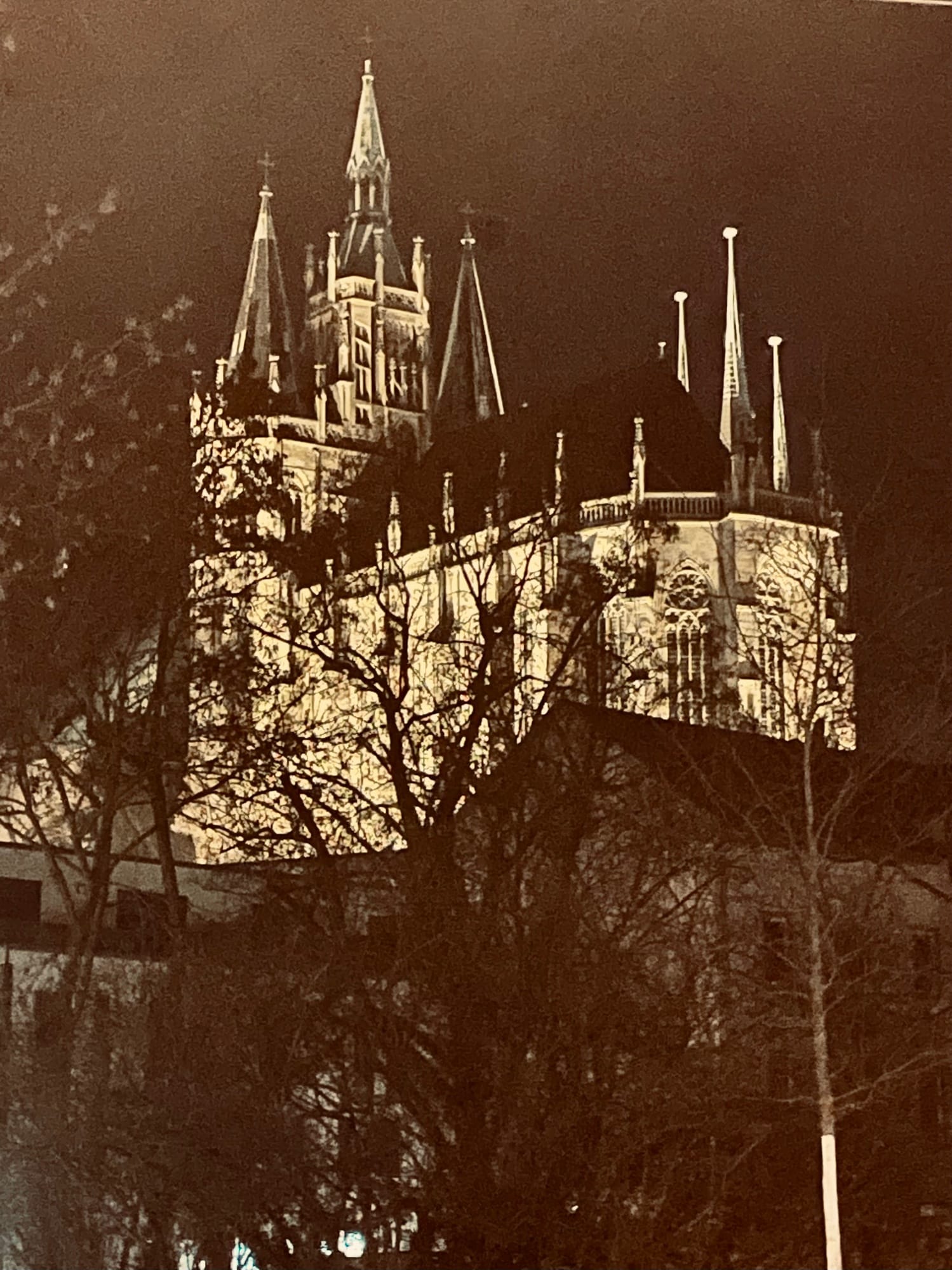 Der Dom zu Erfurt bei Nacht, er wird angestrahlt und im Vordergrund sieht man allerlei Blattwerk und Zweige.