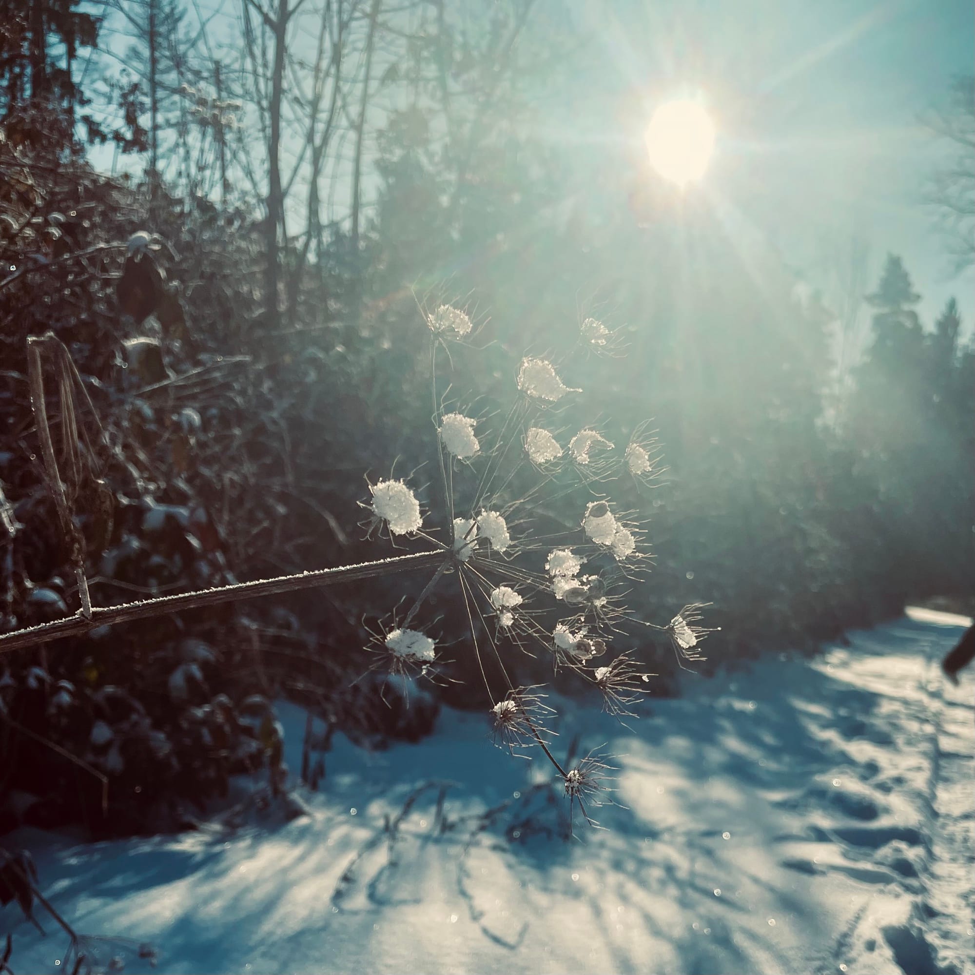 Ein Farn leuchtet in mitten von Sonnenstrahlen im Winter Schnee