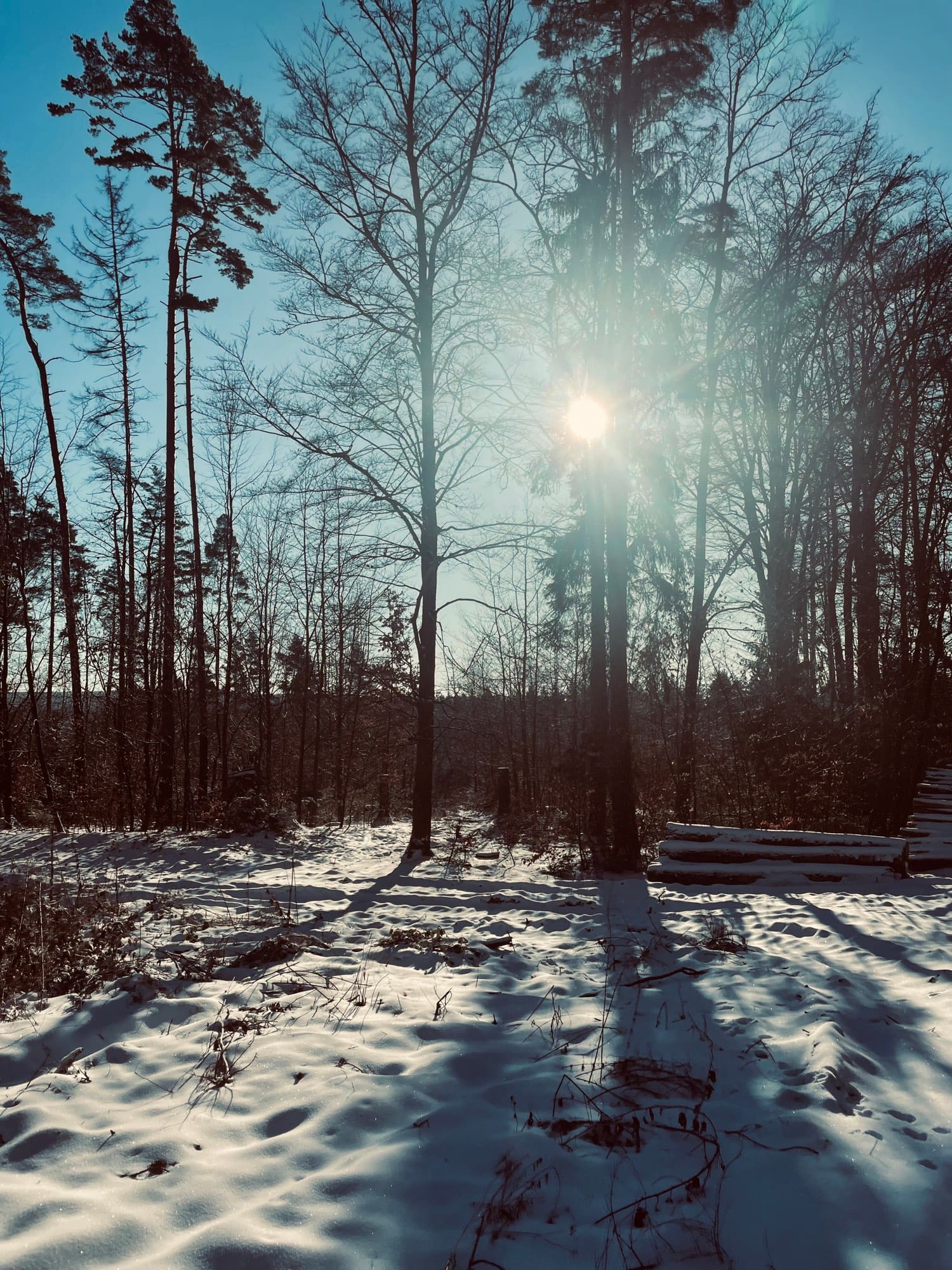 Sonnenstrahlen leuchten durch karge Bäume.