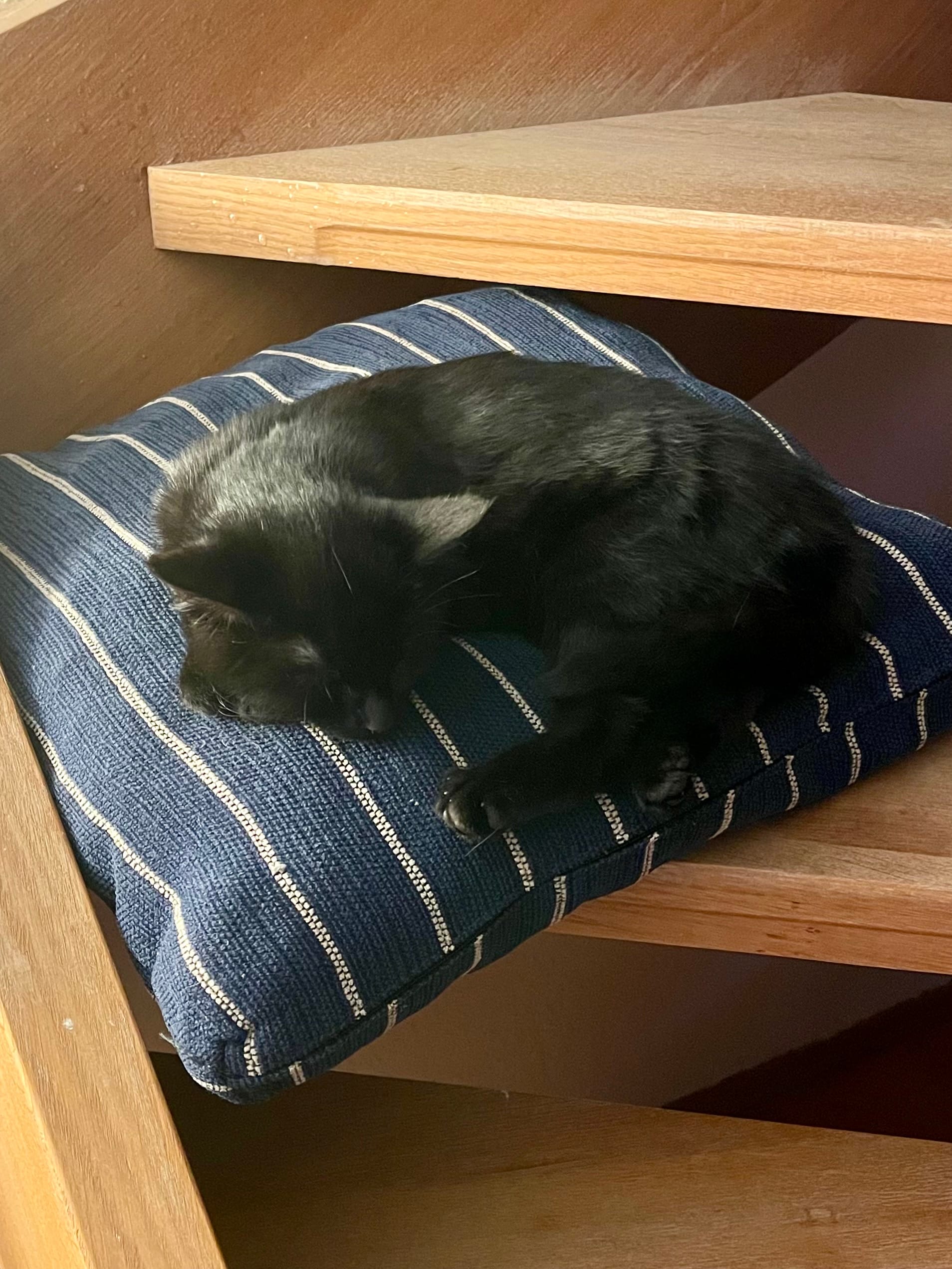 Fuchur schläft, es ist alles in Ordnung. Eine schwarze Katze liegt auf einem Kissen auf einer Holztreppe und schläft.