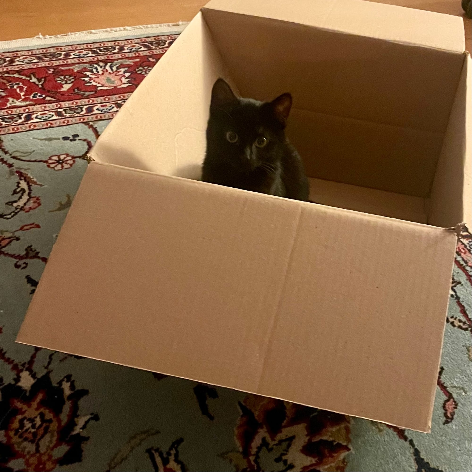 Lakritz sitzt in einem Pappkarton und schaut heraus.