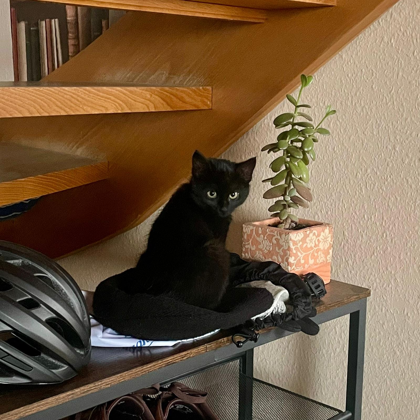 Lakritz sitzt auf dem Schuhregal