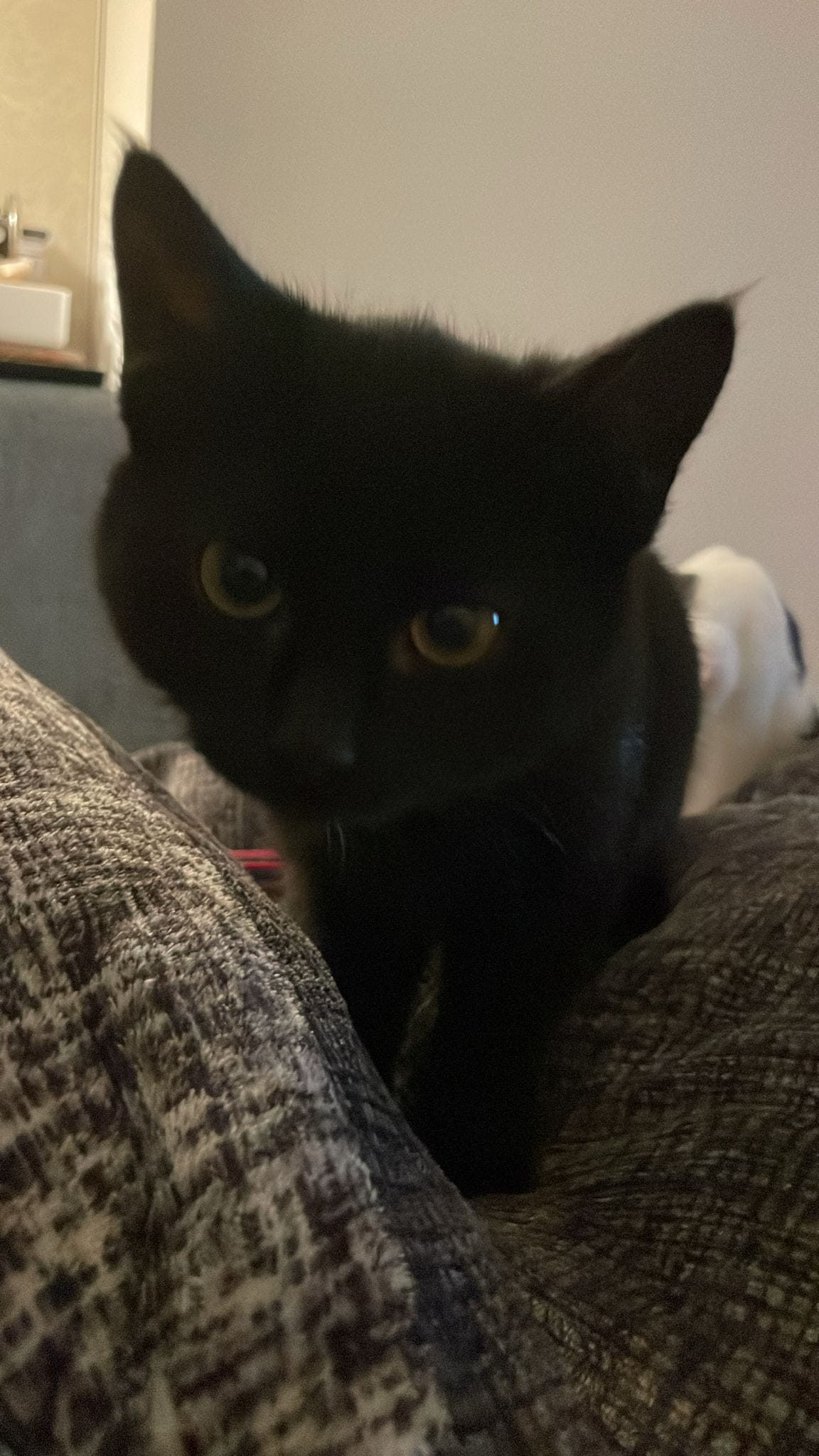 Die Katze namens Lakritz blickt neugierig in die Kamera.