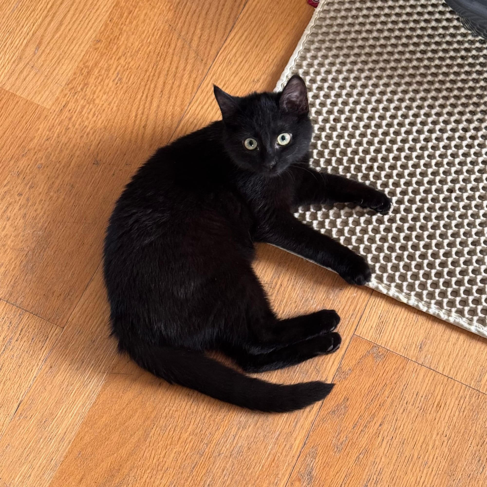 Eine Katze liegt auf einem Holzfußboden, sie blickt in die Kamera. Die Katze ist schwarz..