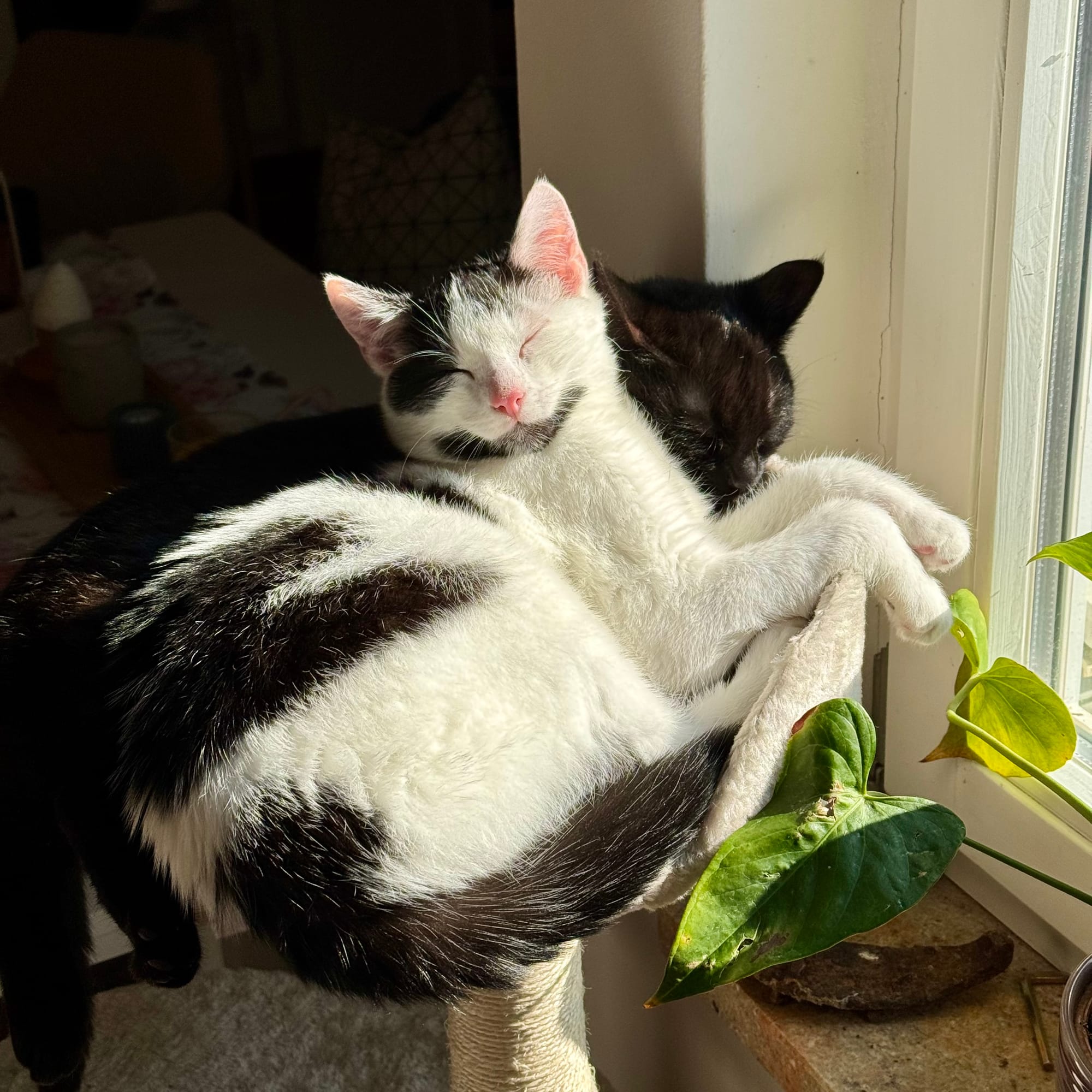 Zwei Katzen liegen auf einem Katzenbaum und schlafen, die Sonne wärmt sie. Eine Katze ist schwarz-weiß, eine Katze schwarz.