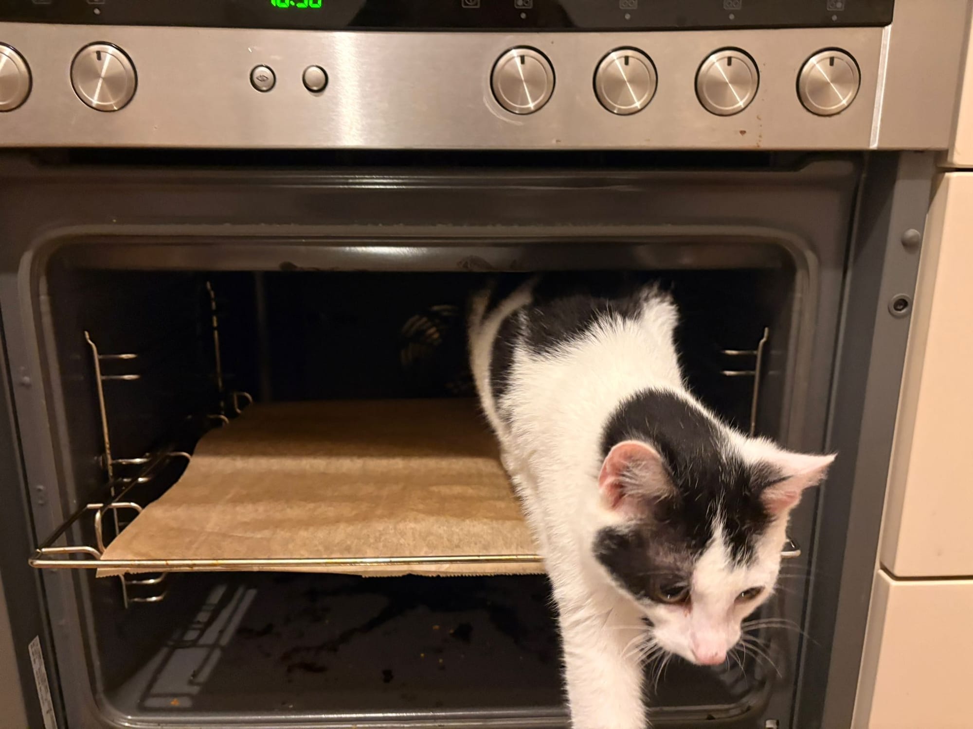 Ein schwarz-weißer Kater kommt aus dem Backofen heraus