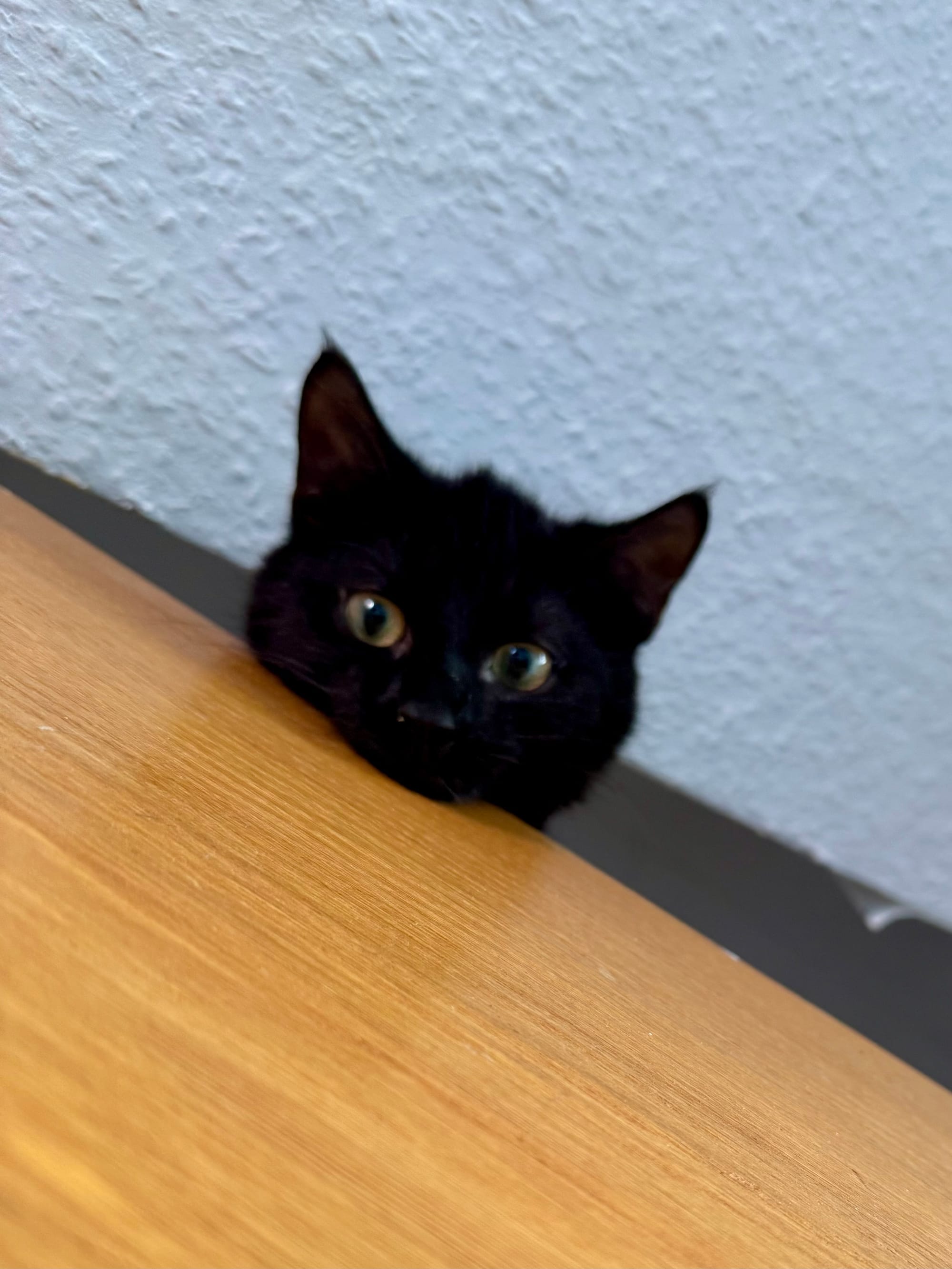 Die Katze Lakritz schaut über eine Treppenbrüstung auf mich herab