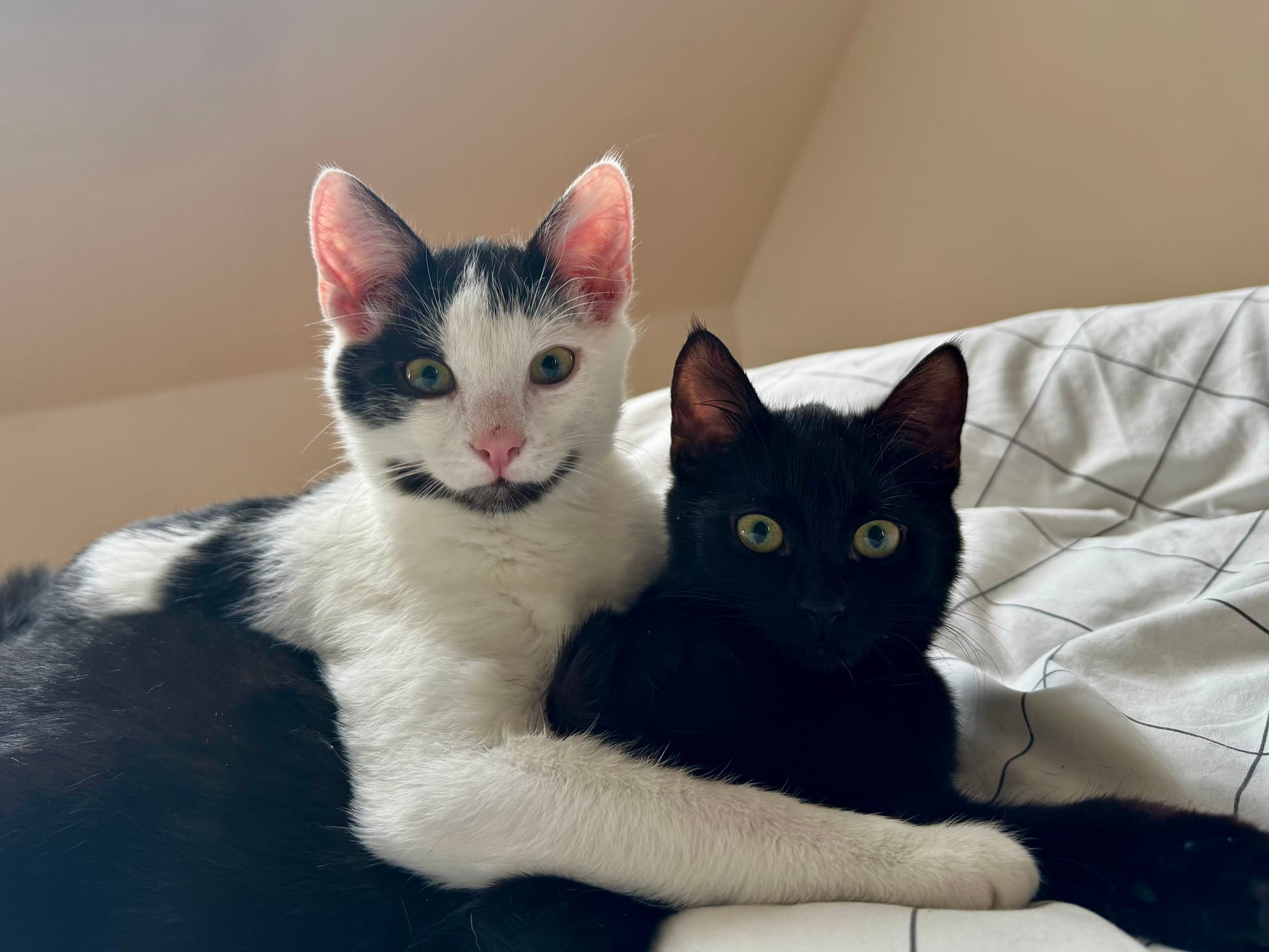 Daily Lakritz: „Hallo wir sind die Zeugen Jehovas und wir möchten mit ihnen über Gott sprechen.“