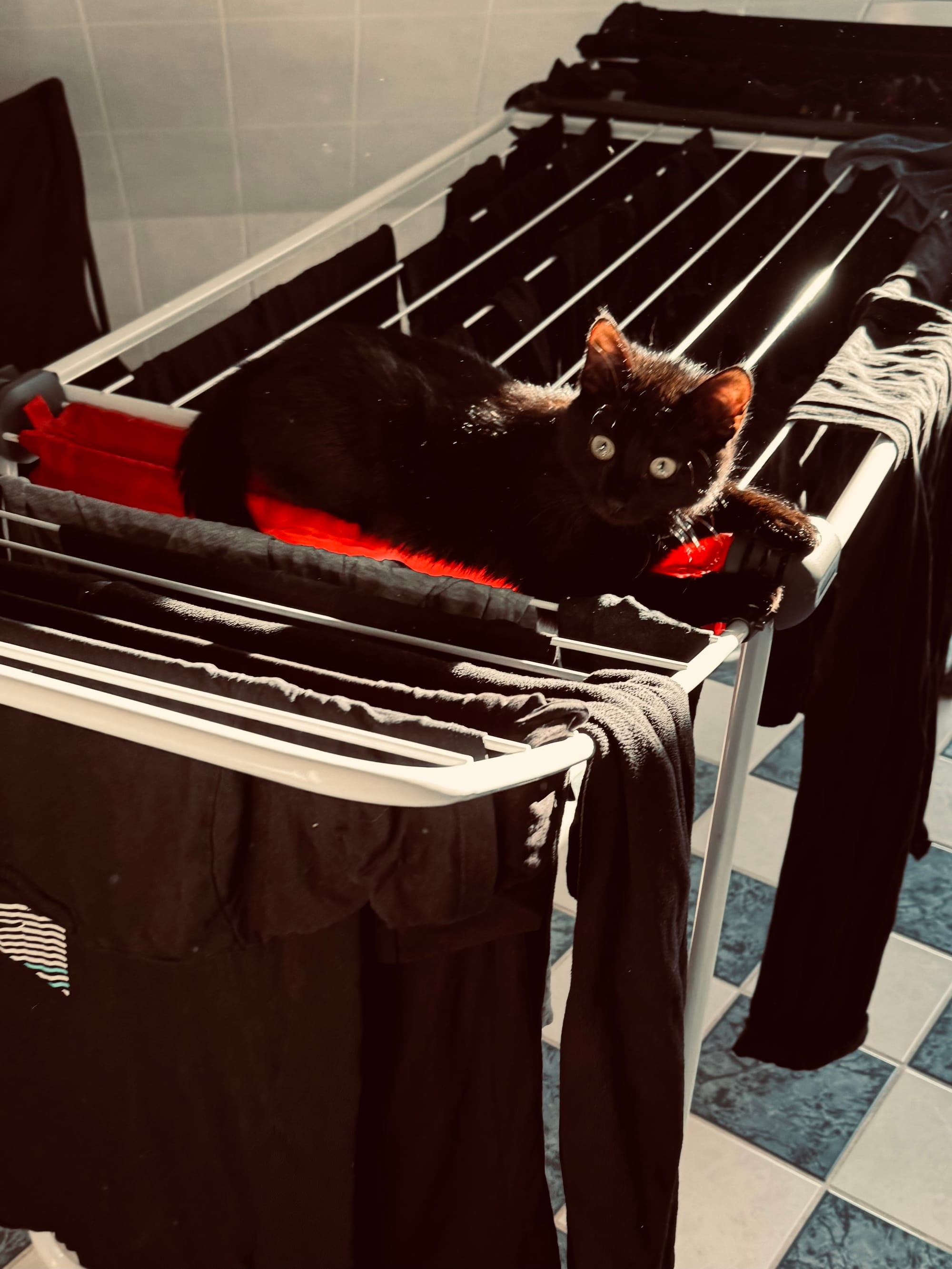 Eine schwarze Katze liegt auf einem Wäscheständer, auf dem schwarze Wäsche aufgehängt ist.